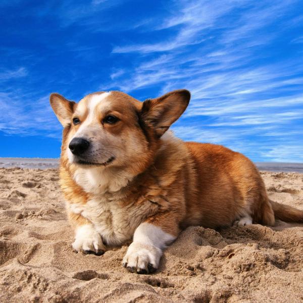 La sabbia fa male al cane? Come preservare la salute di Fido in spiaggia