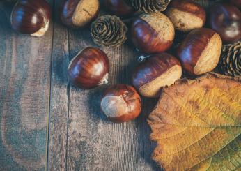 Cultura contadina: cosa cucinare a San Martino