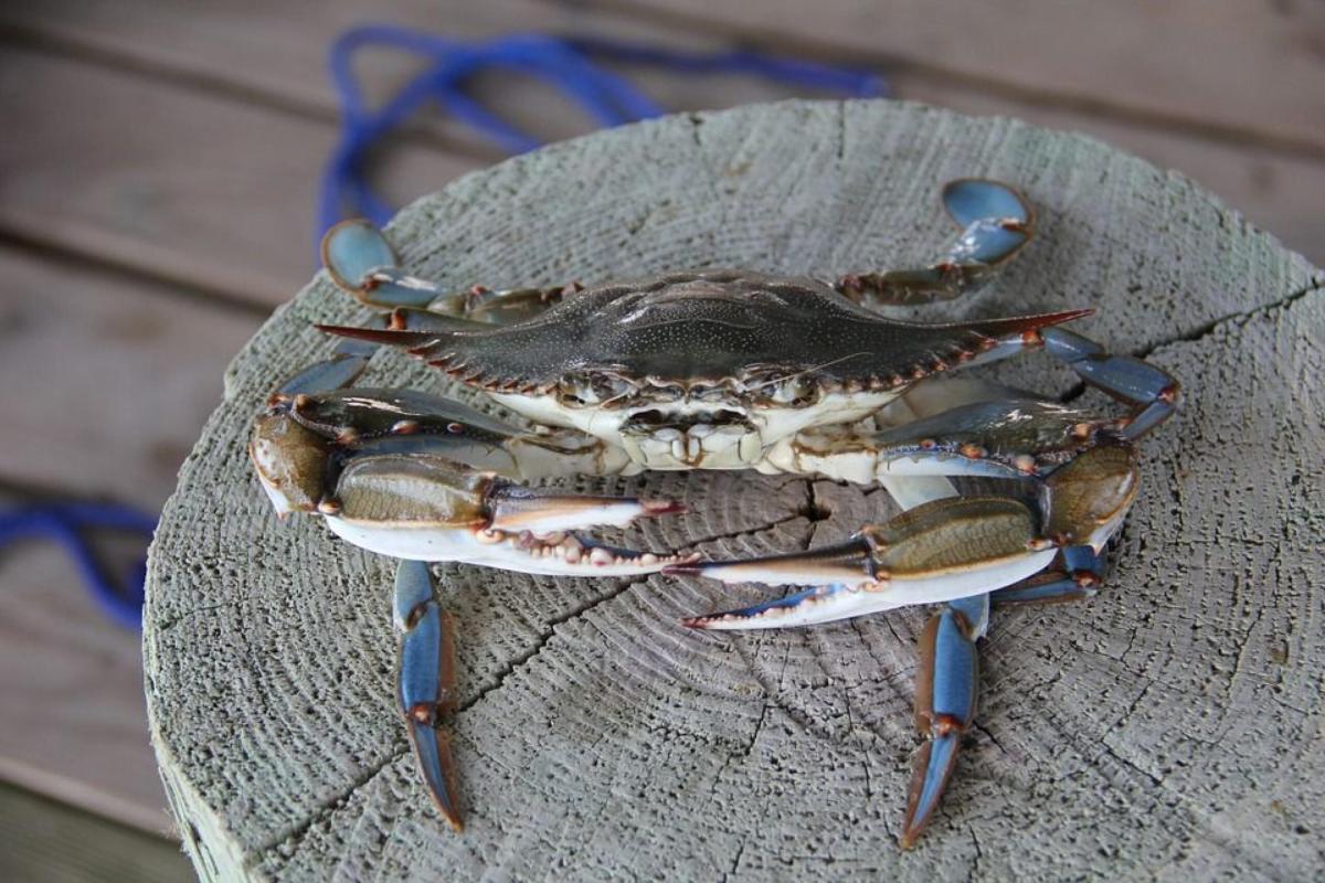 Nuova specie di granchio blu nel Mare Adriatico, i ricercatori: “Va…