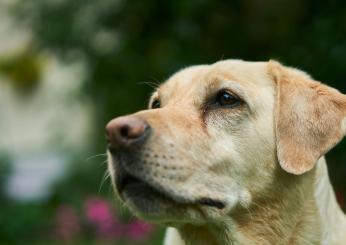 Lodi, 57enne bacia affettuosamente il cane e viene azzannata in pieno volto: è stata operata