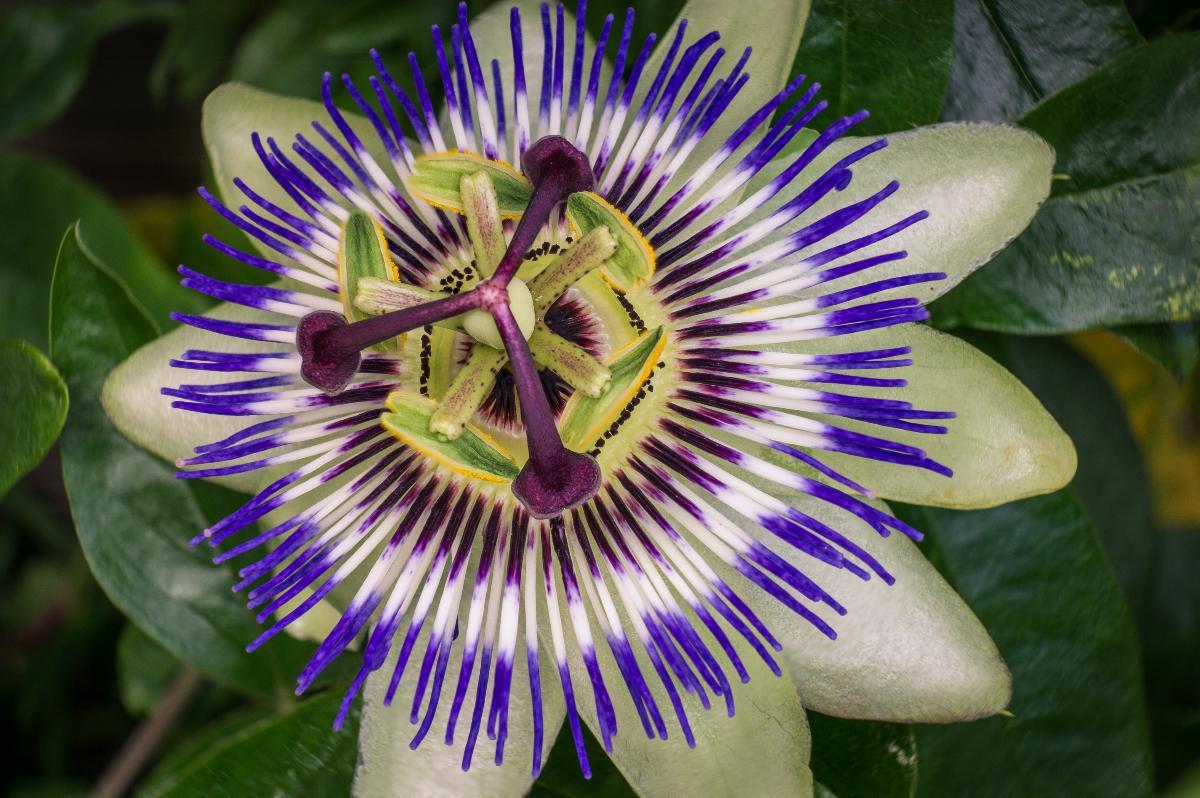 La passiflora contro ansia, nervosismo, disturbi del sonno, scopri …