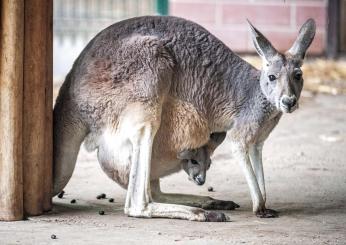 Canguro uccide un uomo in Australia