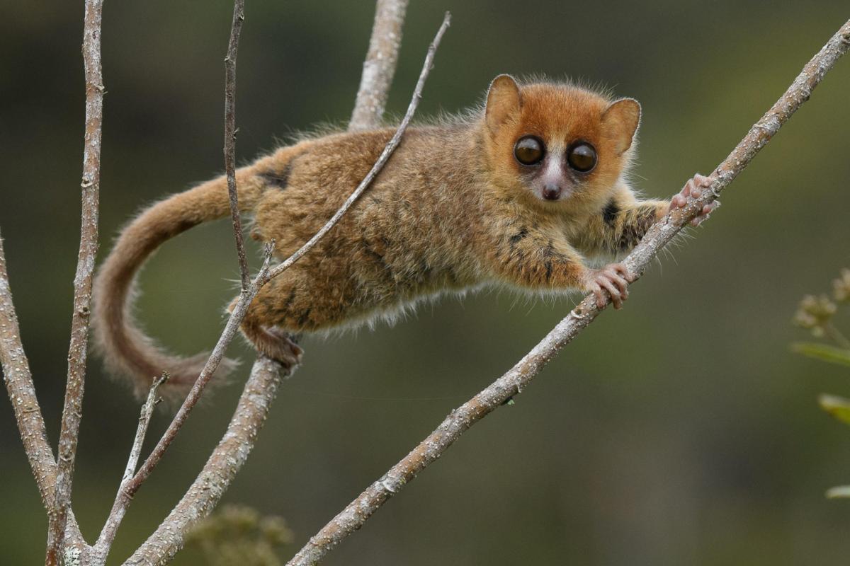 Madagascar, uno studio di Chicago stima che sono minacciati 23 mili…