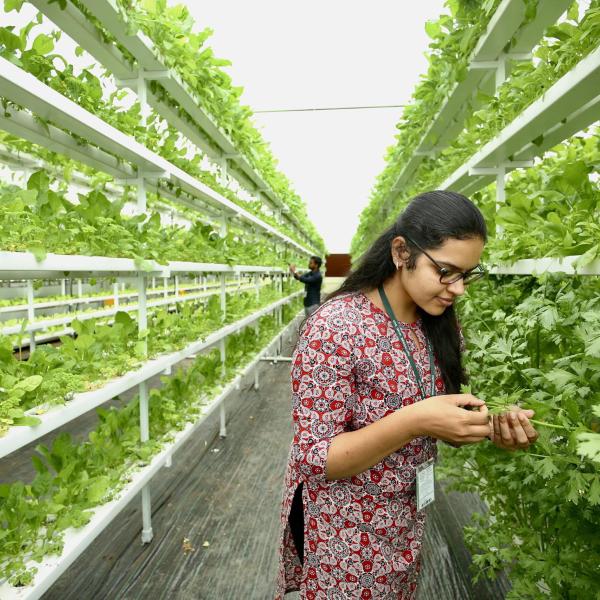 Innovazione in agricoltura: firmato il decreto, le regole per beneficiare dei contributi a fondo perduto