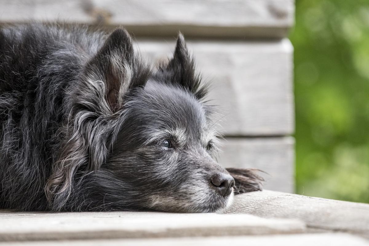 Cane anziano, qual è la giusta alimentazione? Dieta consigliata e cibi da evitare per mantenerlo in salute