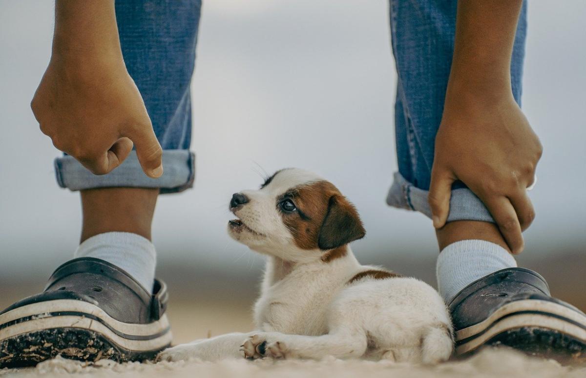 Come addestrare un cucciolo di cane?