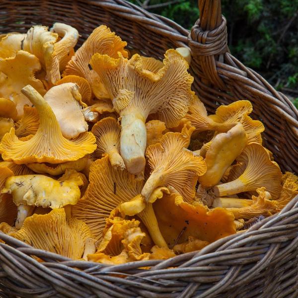 Porte aperte all’autunno: ricette con i funghi galletti