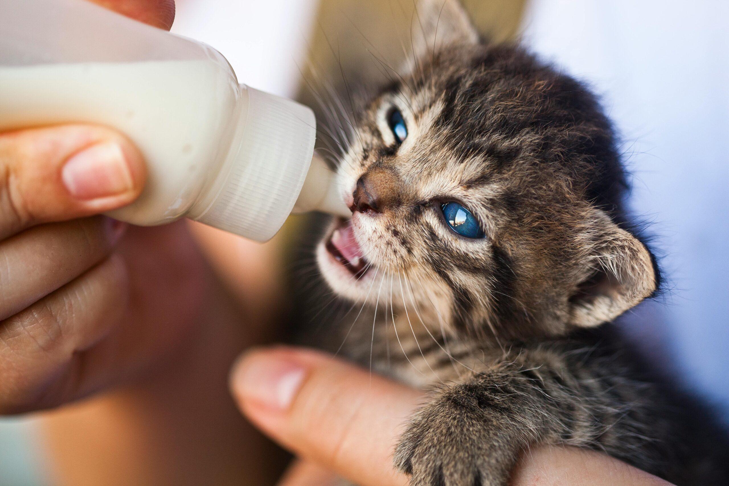 Qual è l’alimentazione migliore per un gattino?