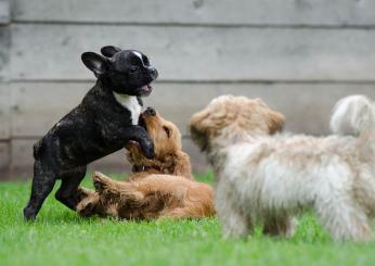 Come sgridare il cane? Consigli utili e differenze fra adulti e cuccioli