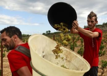 Vendemmia 2023, le previsioni di Coldiretti per un’annata condizionata dai cambiamenti climatici