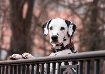 Qual è il cane che puzza di meno?