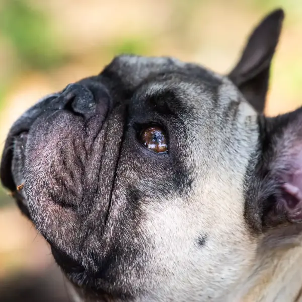 Oggi è la giornata mondiale del cane, ecco il suo significato