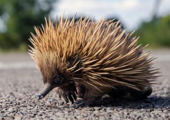 Cos’è l’echidna dal becco lungo, l’animale avvistato in Indonesia e…