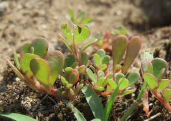 Il campo in tavola: ricette con la portulaca