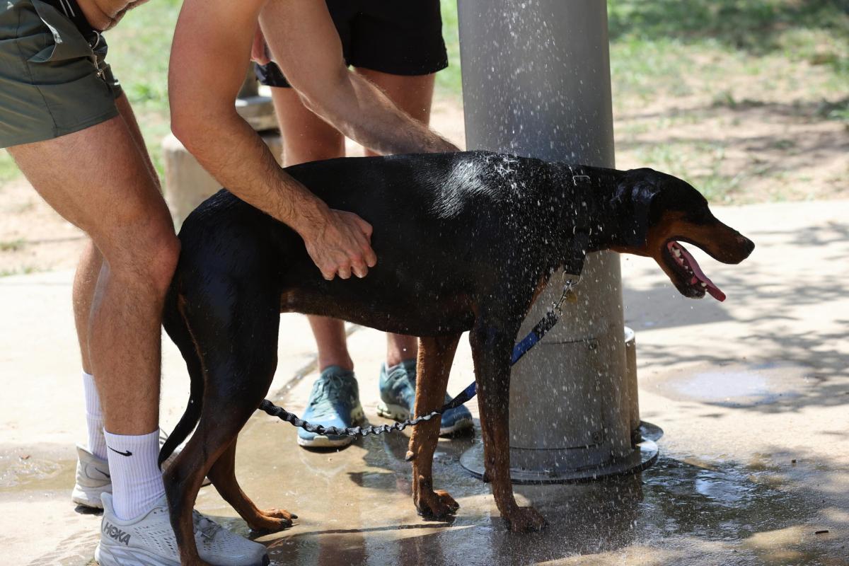 Monza, una lite per il cane si trasforma in tragedia: ragazza sfreg…