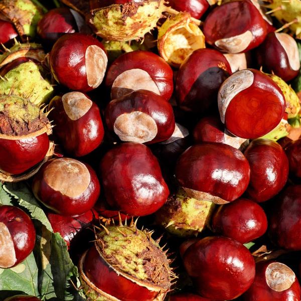 Bucce di castagne per i capelli, 5 ricette per contrastare la perdita autunnale