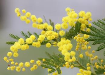 Una festa della donna speciale con la crostata mimosa al limone