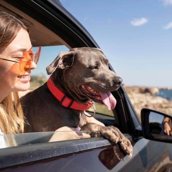 Come evitare il mal d’auto al cane e fare un viaggio in macchina sereno e senza problemi