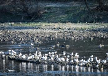 Fiume Po a secco, l’allarme della Coldiretti per le mancate piogge