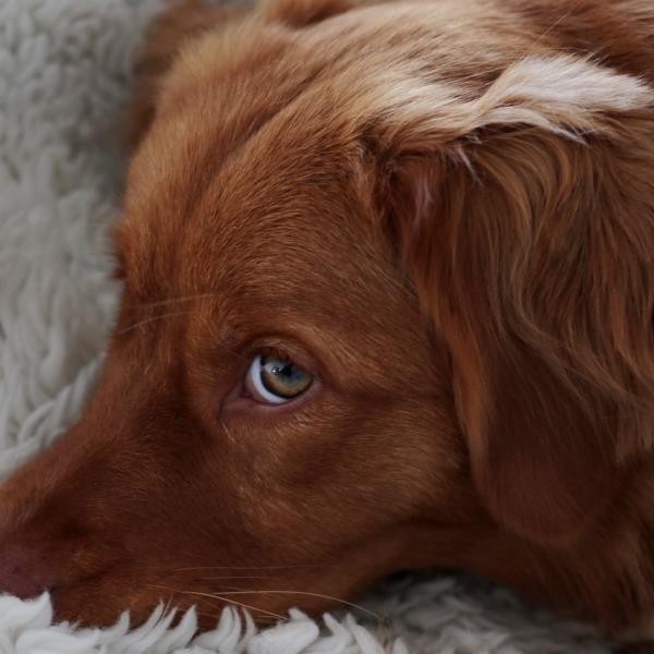 Come capire se il mio cane ha una gravidanza isterica?