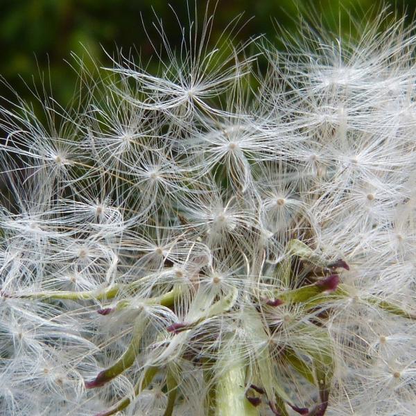 Vaccino anti allergia, chi può farlo, come funziona l’immunizzazione e quali sono gli effetti collaterali