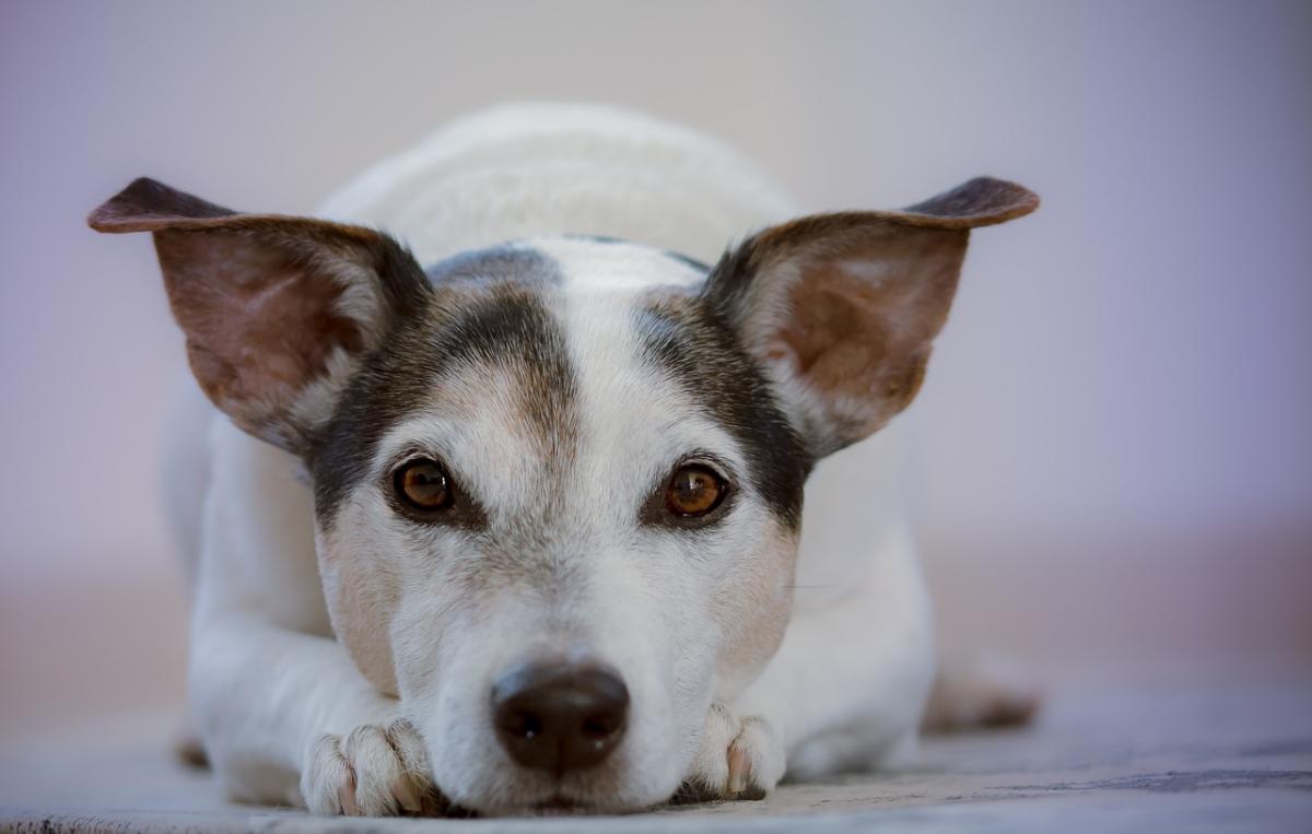 Perché i cani mangiano la cacca? Cause e rischi della coprofagia e …