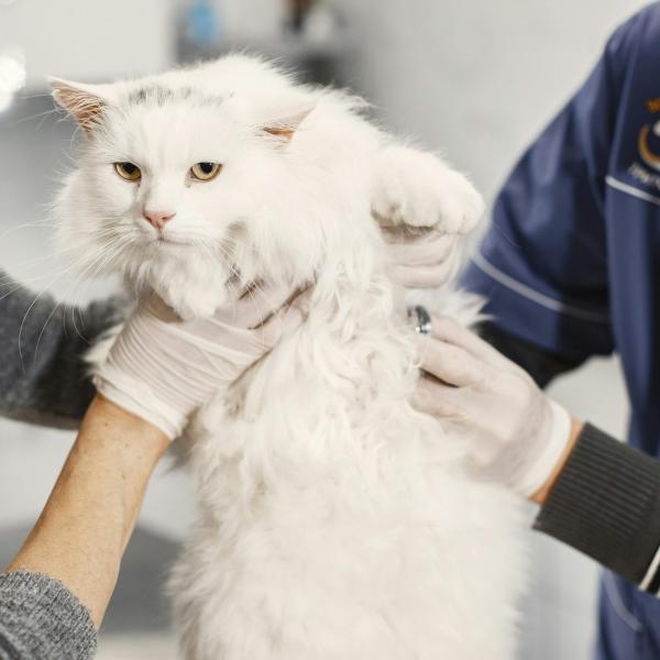 Cosa succede a un gatto dopo la sterilizzazione?