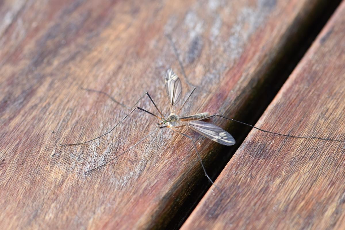 Le zanzare portatrici della malaria si stanno diffondendo sempre di…