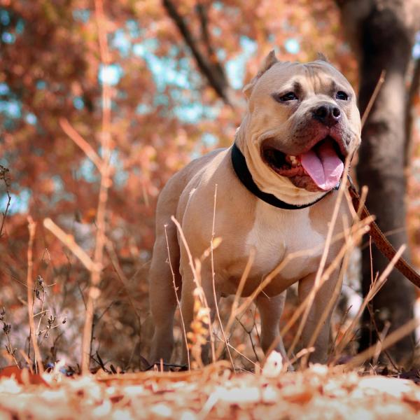 I Pitbull sono pericolosi e impazziscono? L’addestratore Ettore Santoro: “Sono cani complessi, andrebbero educati già a 3 mesi”