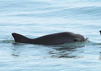 Cos’è la vaquita e perché questo cetaceo è a rischio estinzione