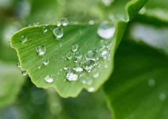 I 7 benefici del Ginkgo biloba: proprietà, a cosa serve, quando non prenderlo