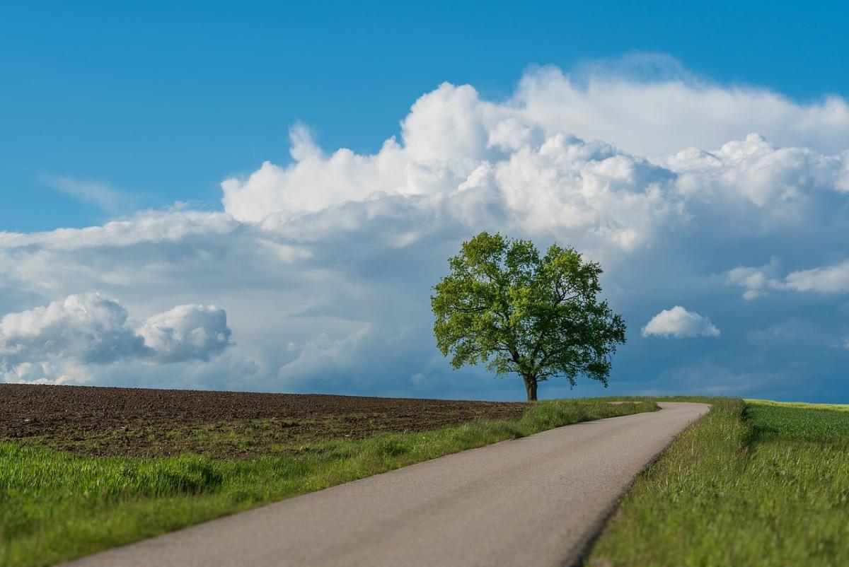 Giornata nazionale degli alberi 2023: le origini e le iniziative di…