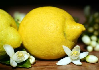 Gelo al limone, la ricetta originale che sa di Sicilia