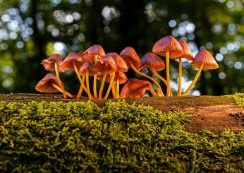 Come prevenire l’avvelenamento da funghi? Le regole fondamentali, parla l’esperto Giovanni Rossi