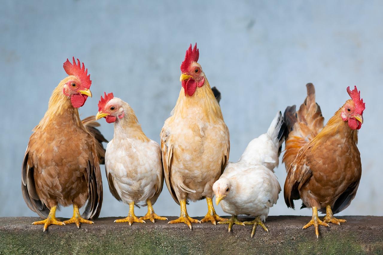 Quando un pollo diventa gallina e come capire la differenza?