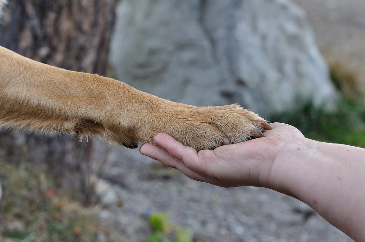 Milano, malato terminale chiede di vedere per l’ultima volta la sua cagnolina: l’emozionante incontro in ospedale | FOTO