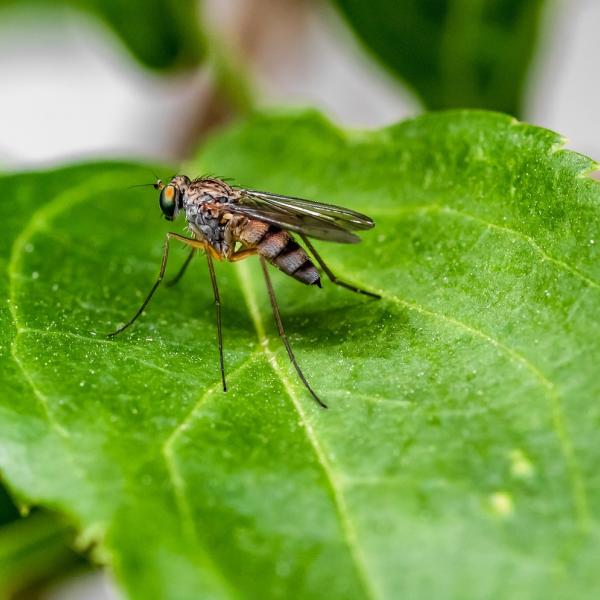 Allarme zanzara giapponese in Italia, come riconoscerla, sintomi puntura e rischi