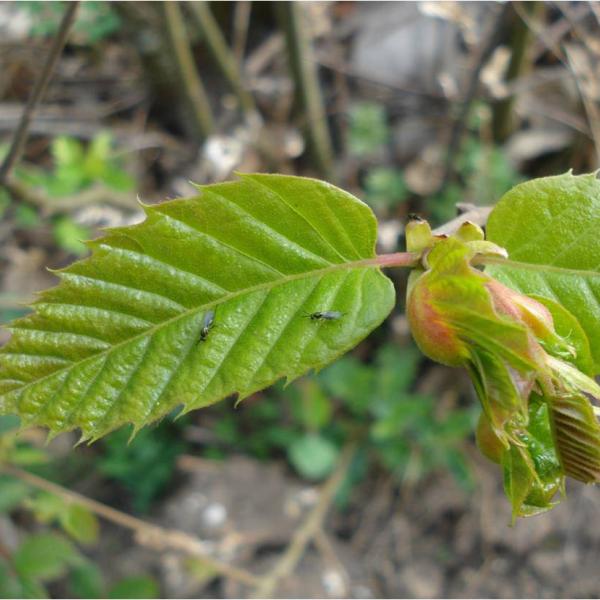 Castagno: caratteristiche, proprietà e curiosità sulla pianta