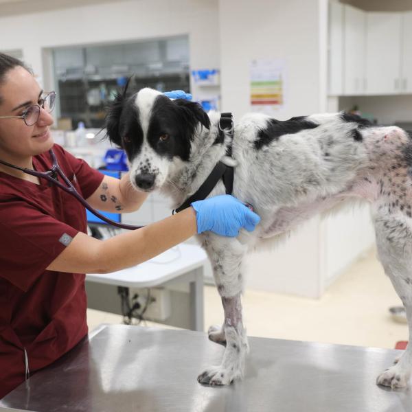 Concorso AUSL Rimini per dirigente veterinario: requisiti e come fare domanda