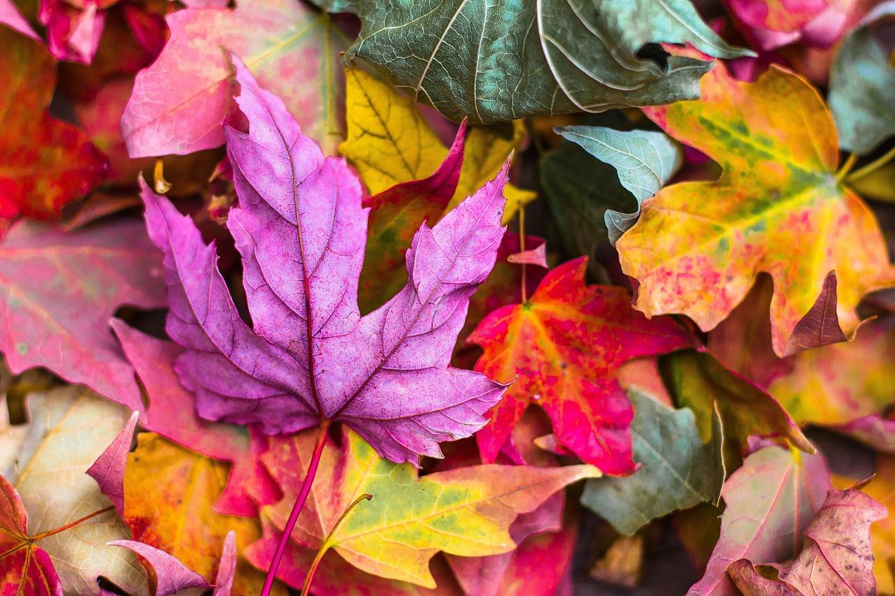 Autunno, poesie famose: le più belle frasi sulla stagione del foliage, da John Keats a Paul Verlaine