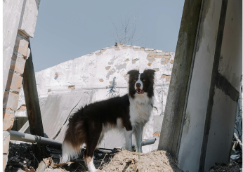 Gli animali possono prevedere un terremoto?