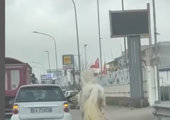 Napoli, la denuncia su Instagram di Borrelli (Avs): “Un cavallo a trotto sull’asfalto, abbiamo sporto denuncia per maltrattamento sugli animali”| VIDEO