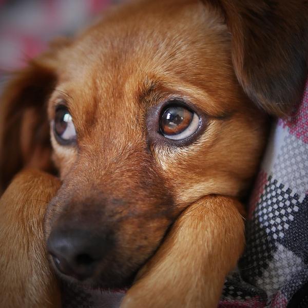 Quali sono i disturbi comportamentali del cane? Cause e come intervenire