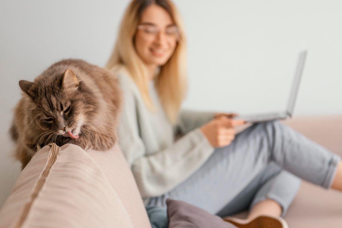 Gatti positivi all’influenza aviaria, ci sono rischi per le persone?