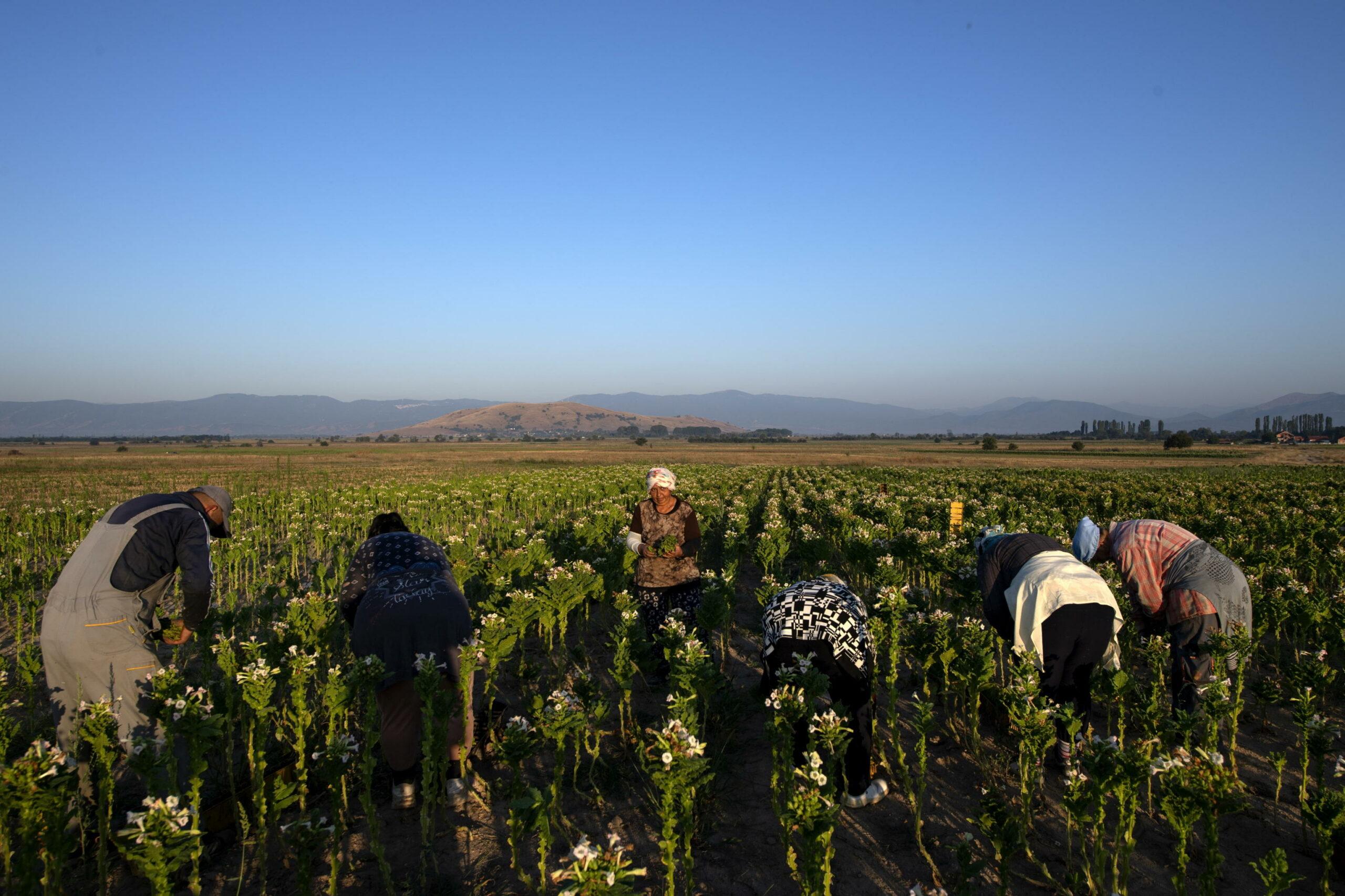 Lavoratori agricoli occasionali