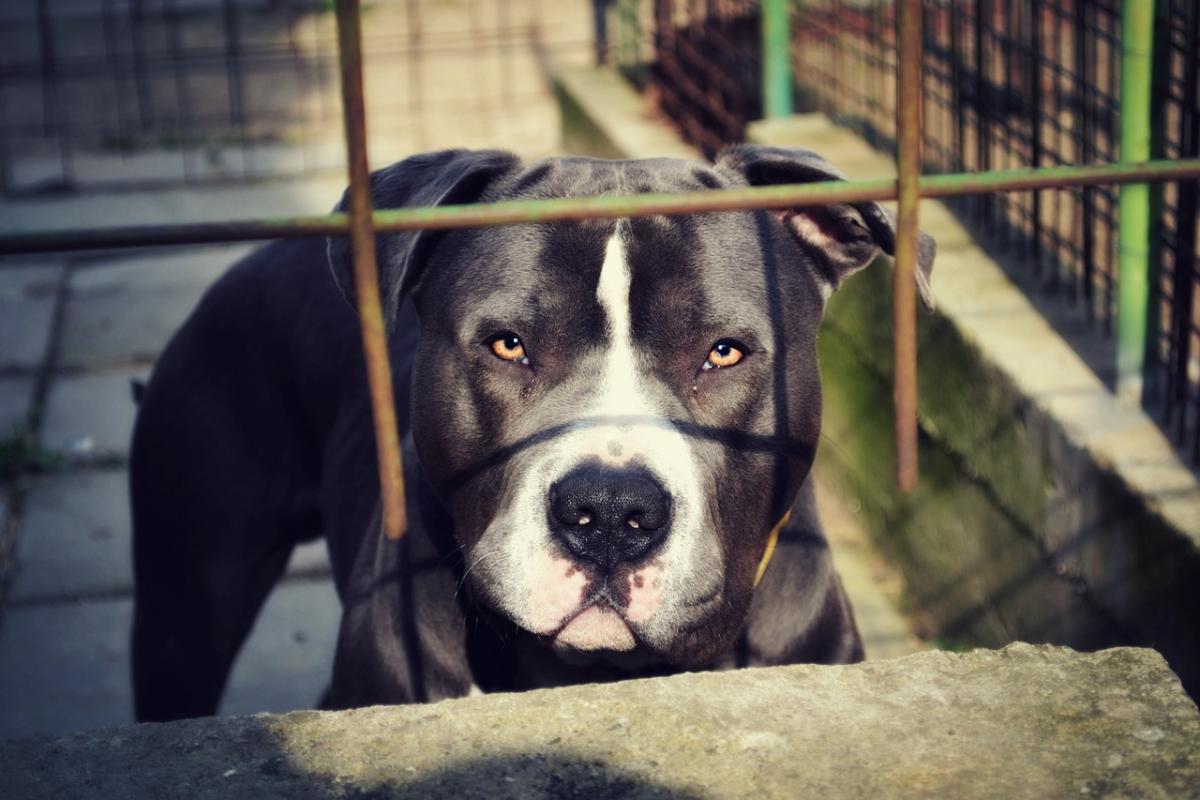 Monza, pitbull aggredisce i padroni: feriti madre e figlio