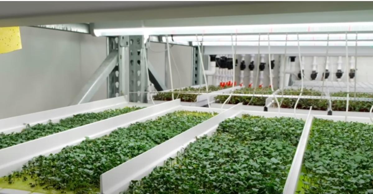 Vertical farming: cos’è, costi, vantaggi e svantaggi dell’agricoltura verticale