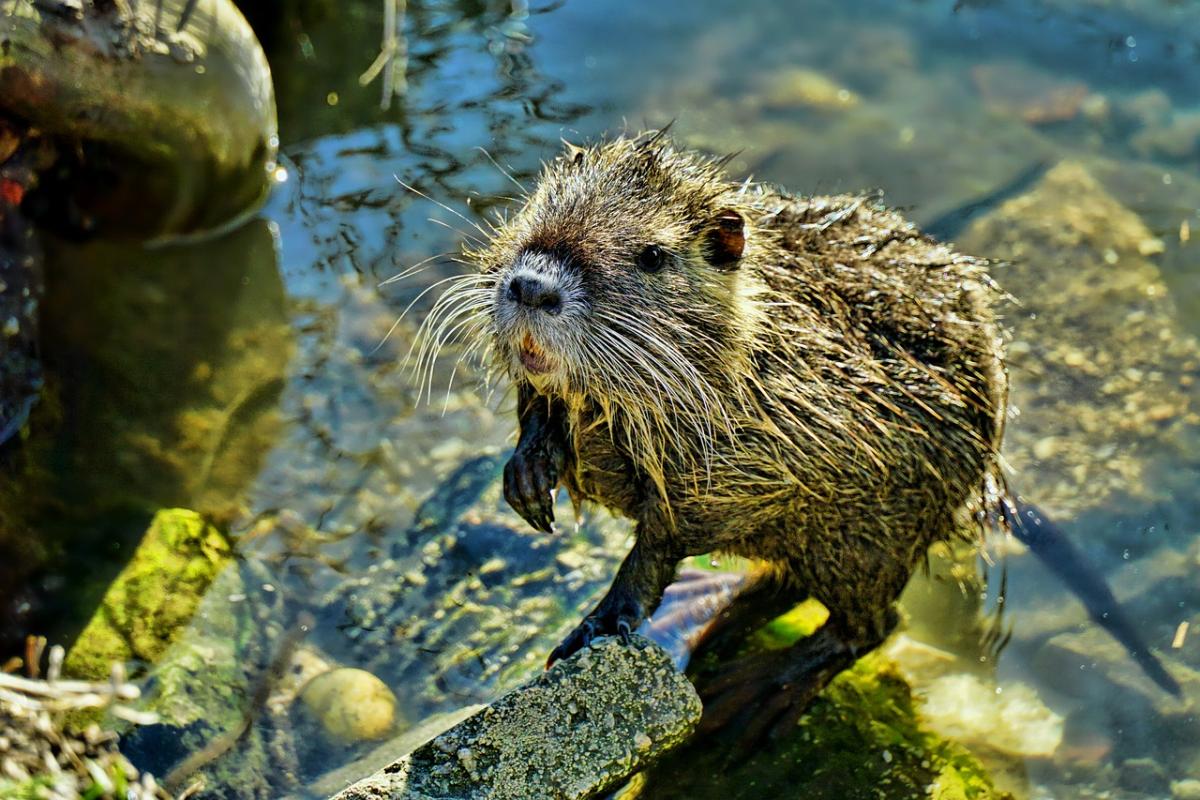 La carne di nutria è commestibile? Dove si mangia? Che sapore ha? E…