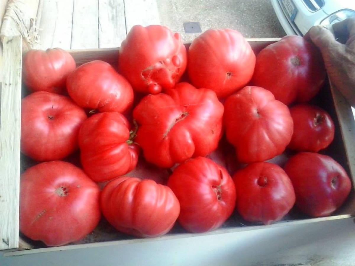 Pomodori, a cosa fanno bene e perché mangiarli