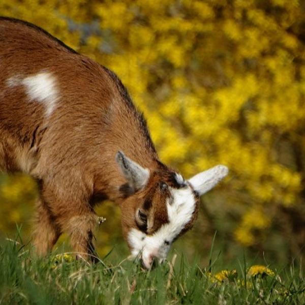 Messico, ex direttore dello zoo sotto accusa per aver ucciso e cuci…